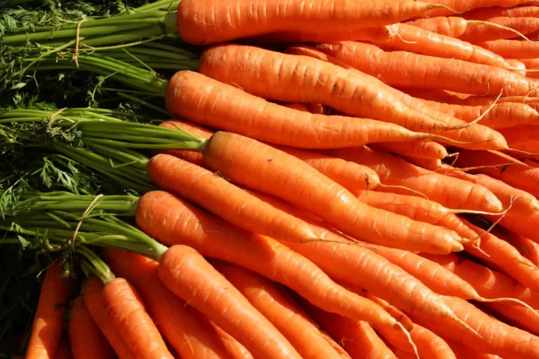 paragraph on carrot